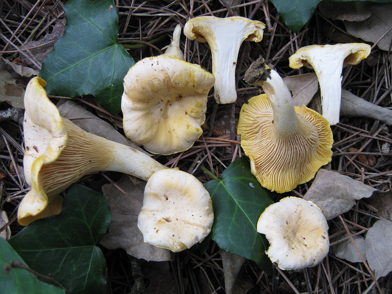 1280px-2010-06-18_Cantharellus_pallens_92488.jpg