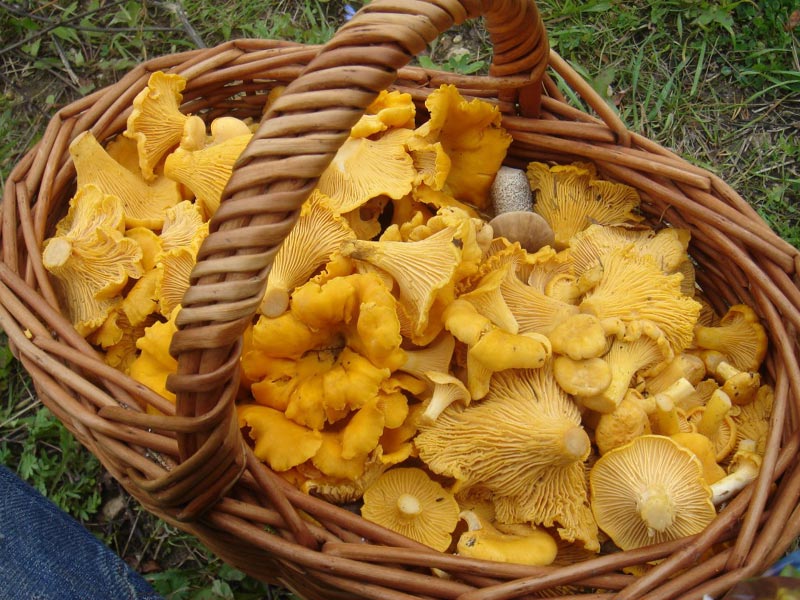 Cantharellus_cibarius.jpg