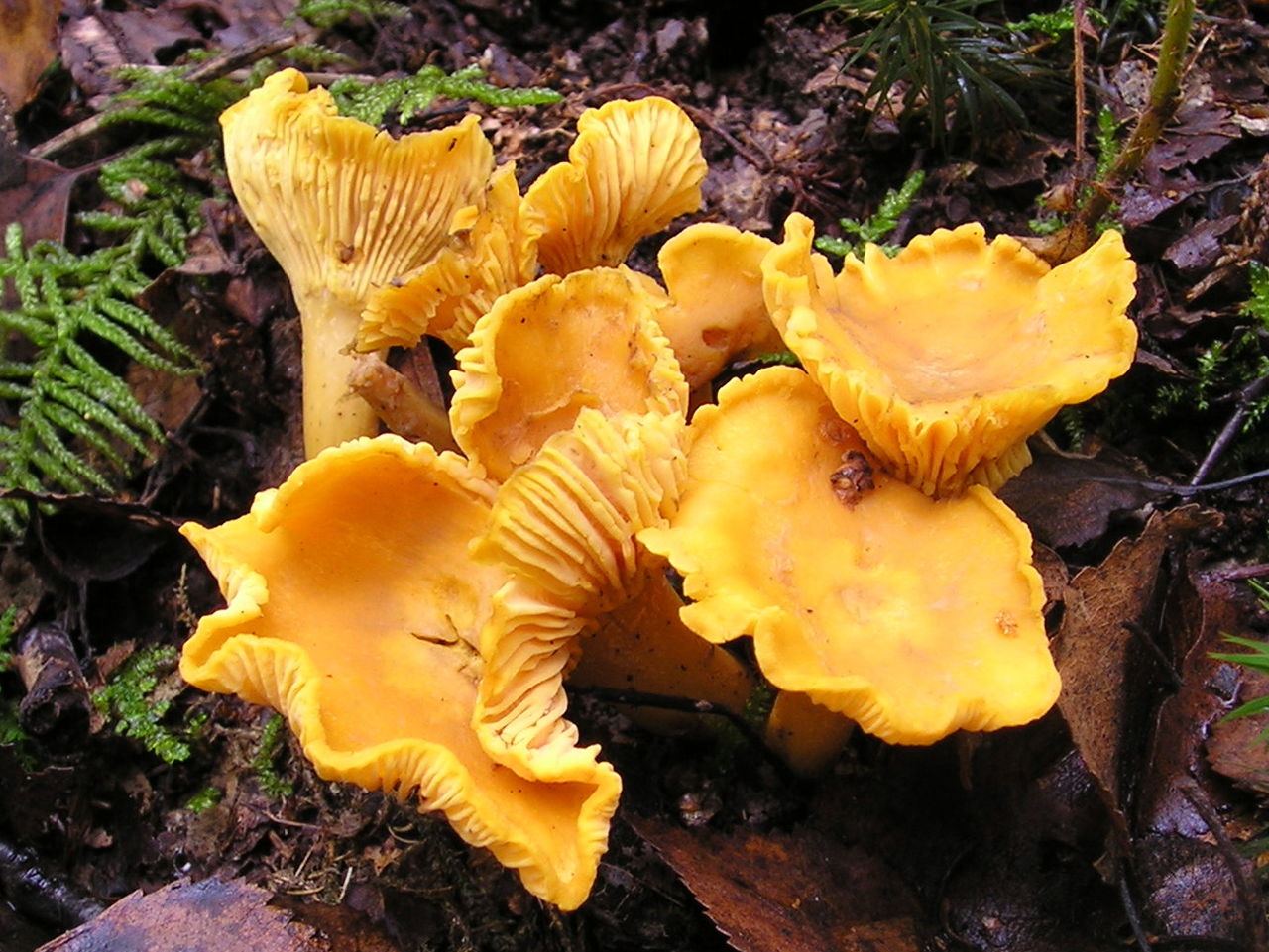 1280px-Chanterelle_Cantharellus_cibarius.jpg