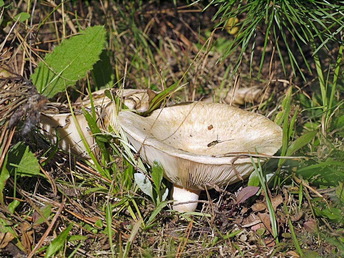 1280px-Lactarius_vellereus_LC0113.jpg