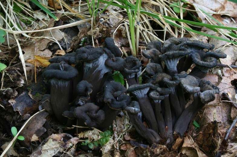 Cantharellus cinereus 1.jpg
