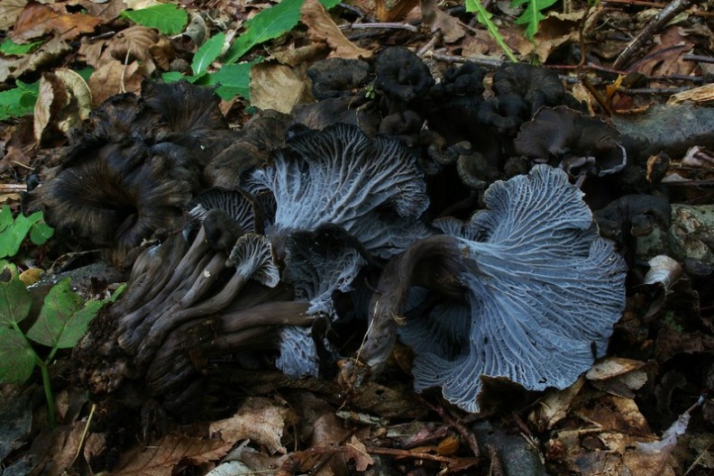 Cantharellus cinereus 4.jpg