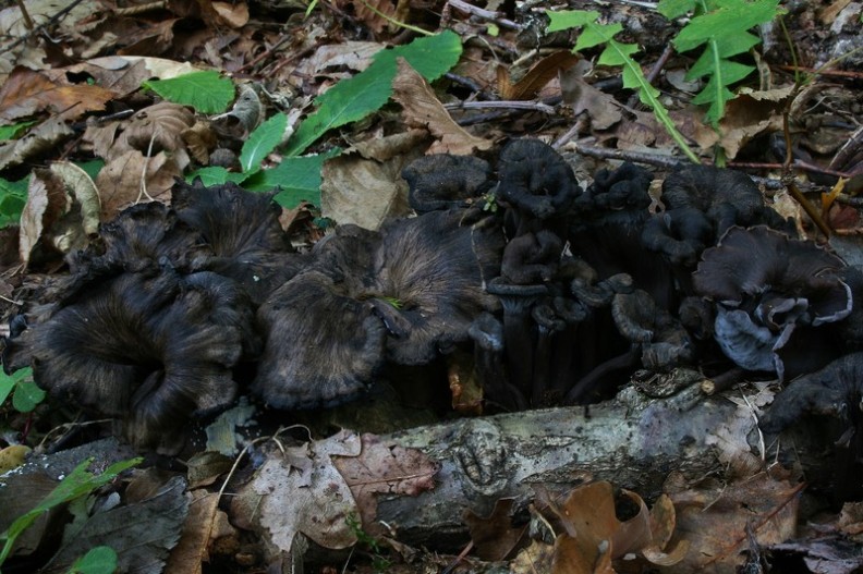 Cantharellus cinereus 2.jpg