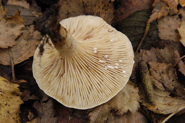 Lactarius_spec._-_Lindsey_19b.jpg