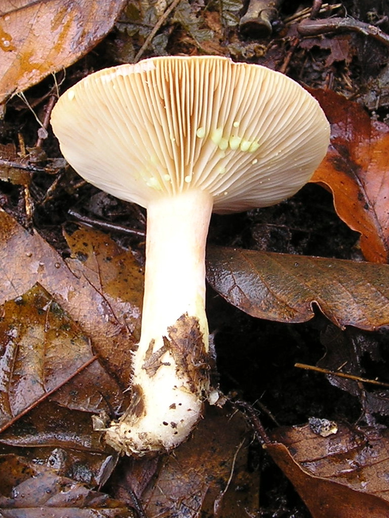 Lactarius_chrysorrheus_041120w.jpg