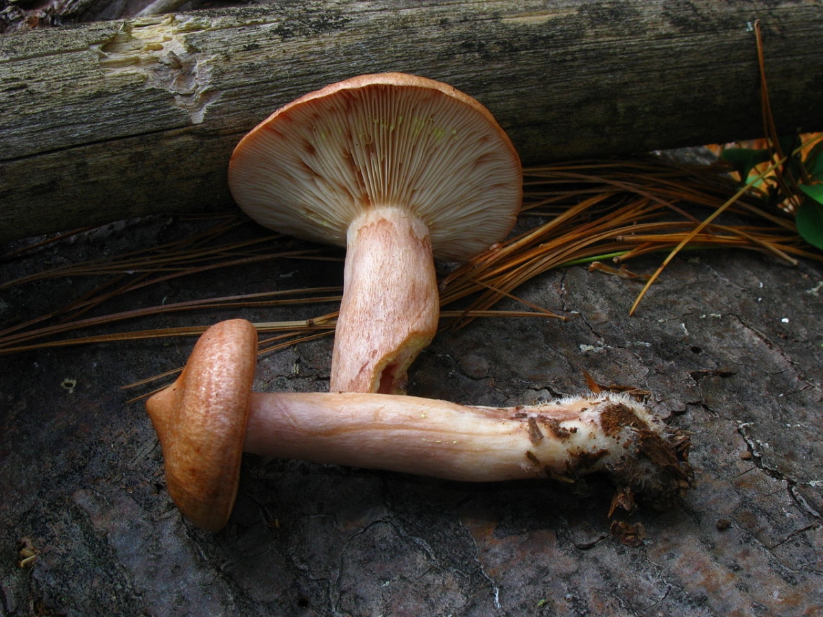 1280px-Lactarius_vinaceorufescens_62303.jpg