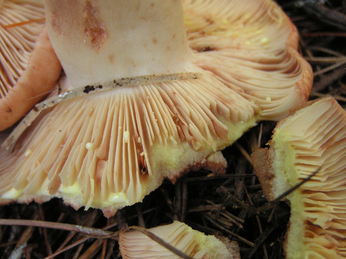 1280px-Lactarius_vinaceorufescens_58726.jpg