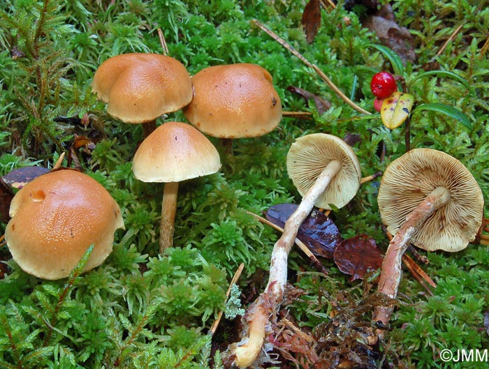 Pholiota subochracea 3.jpg