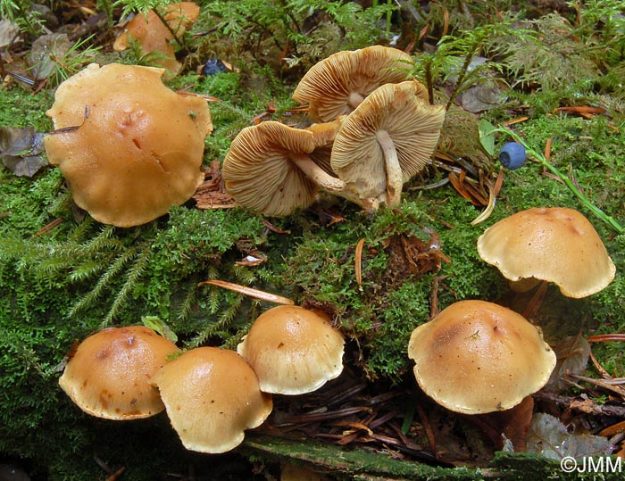 Pholiota subochracea 2.jpg