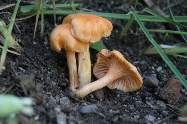 Cantharellus_friesii_IMG_3438_r.JPG