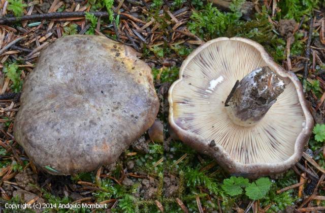 Lactarius_violascens_2014_am_1.jpg