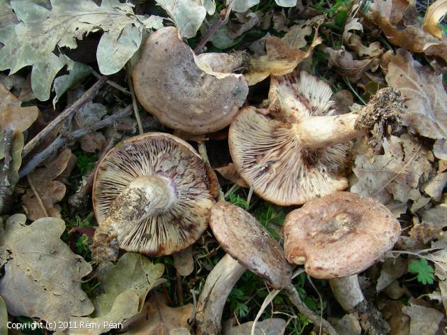 Lactarius_violascens_2011_rp_2.jpg