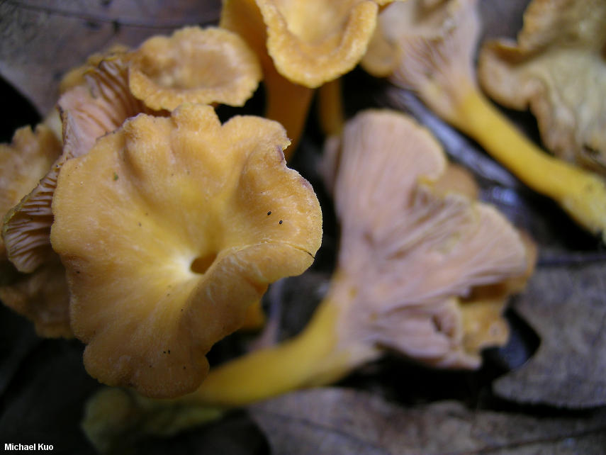 craterellus_ignicolor_04.jpg