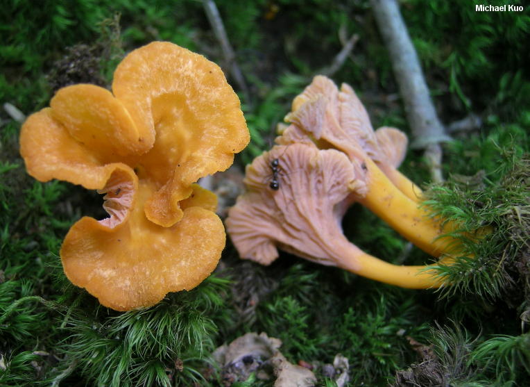 craterellus_ignicolor_01.jpg