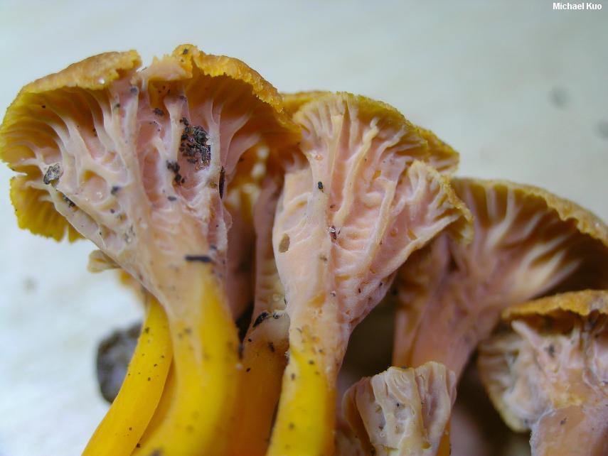 craterellus_ignicolor_06.jpg