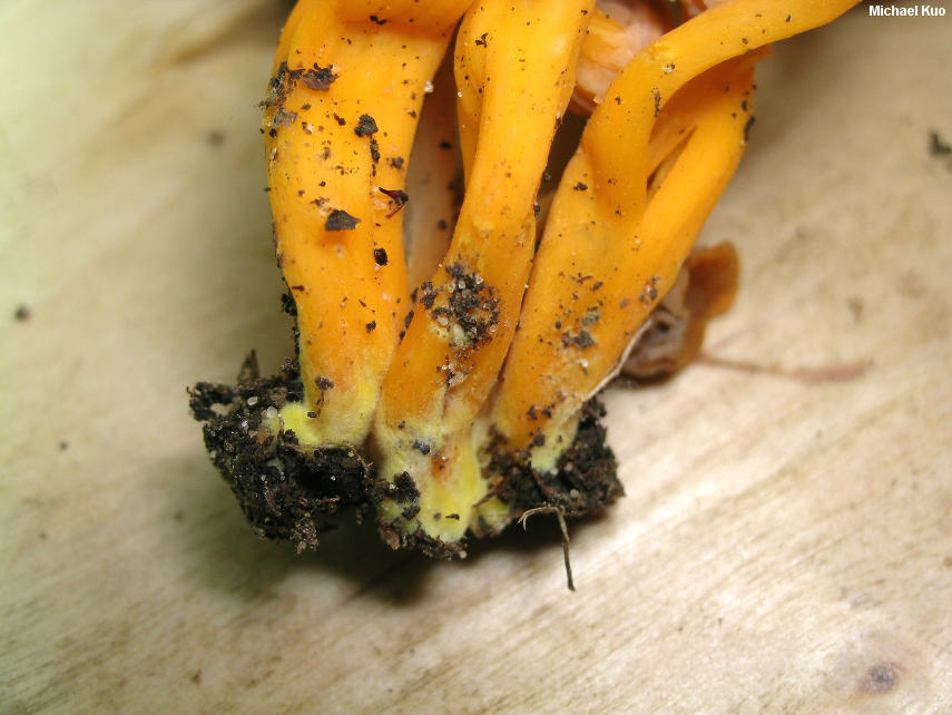 craterellus_ignicolor_08.jpg