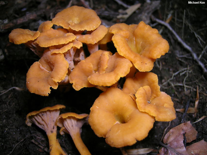 craterellus_ignicolor_03.jpg