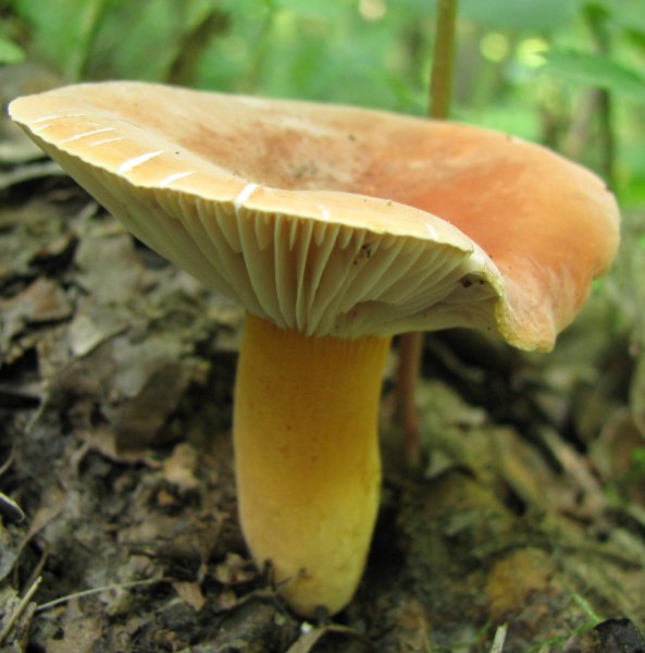 Lactarius_hygrophoroides_15959.jpg