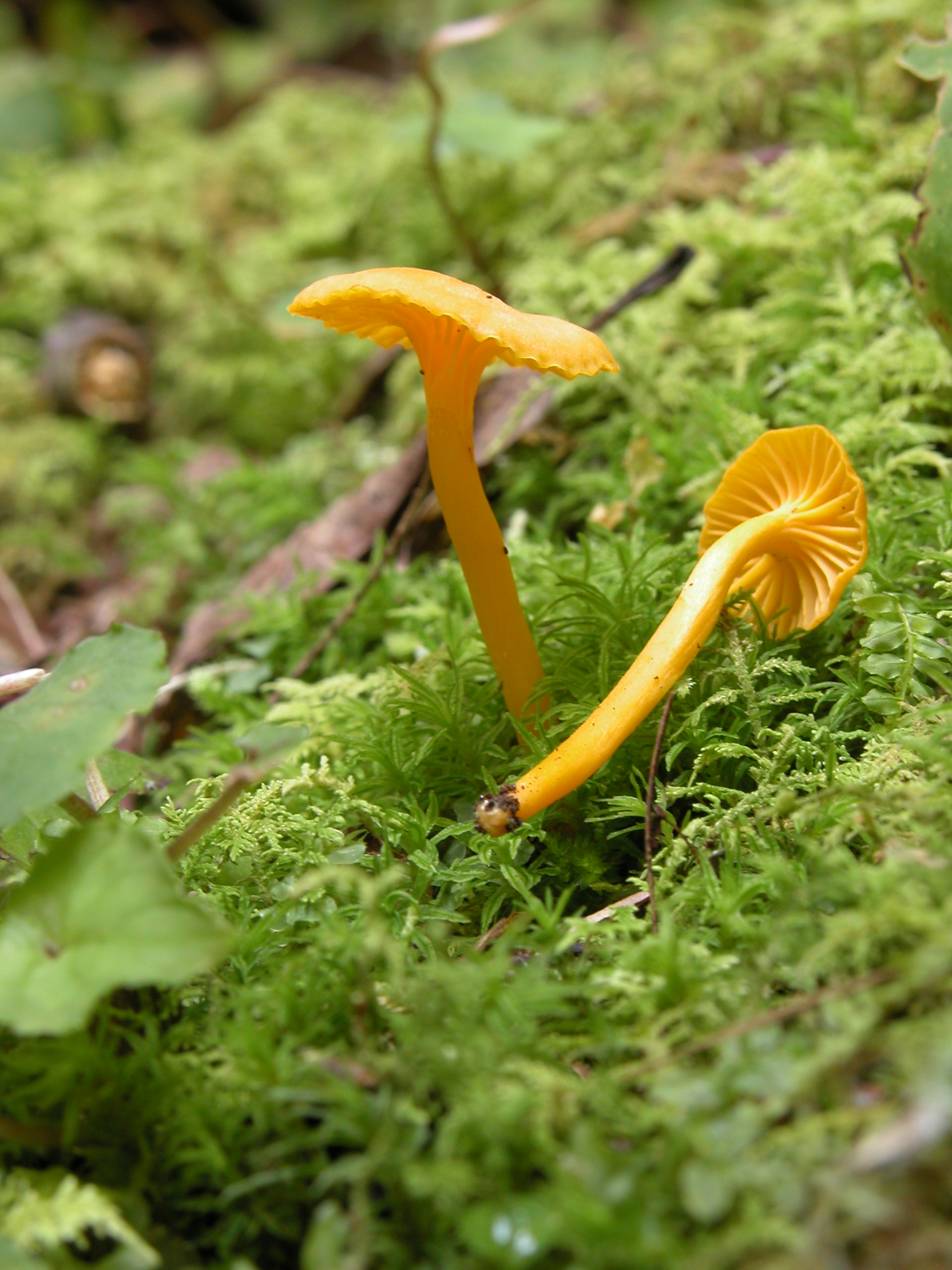 Cantharellus_minor_544.jpg