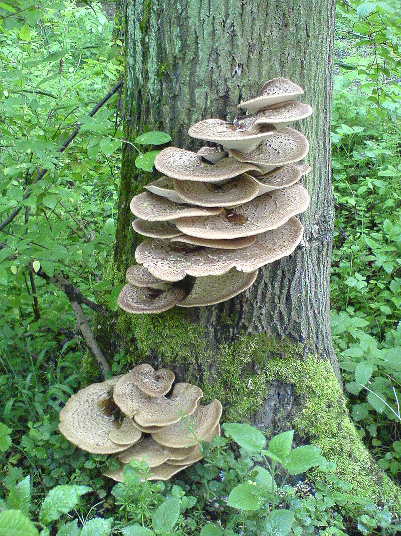 800px-?agiew_łuskowata_Polyporus_squamosus.jpg