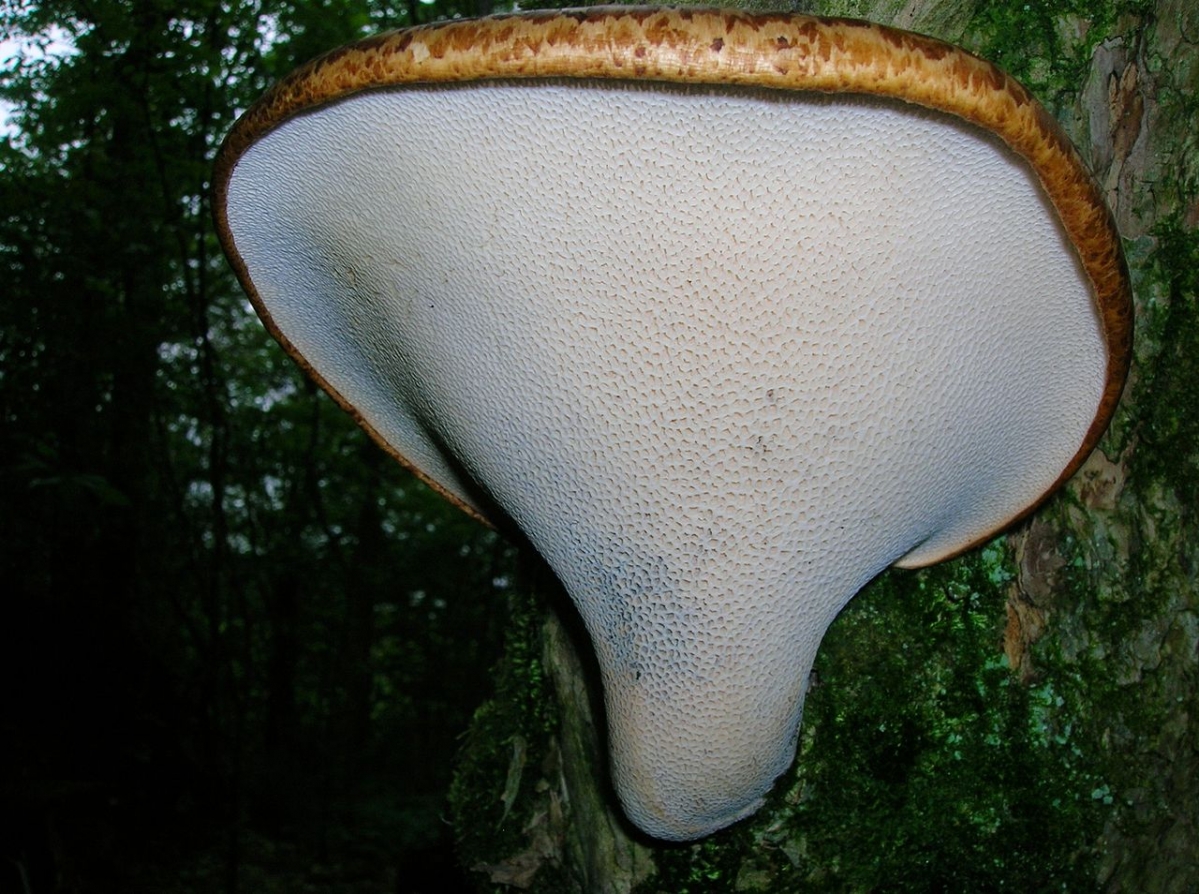 1280px-Dryad's_Saddle_-_pores.jpg