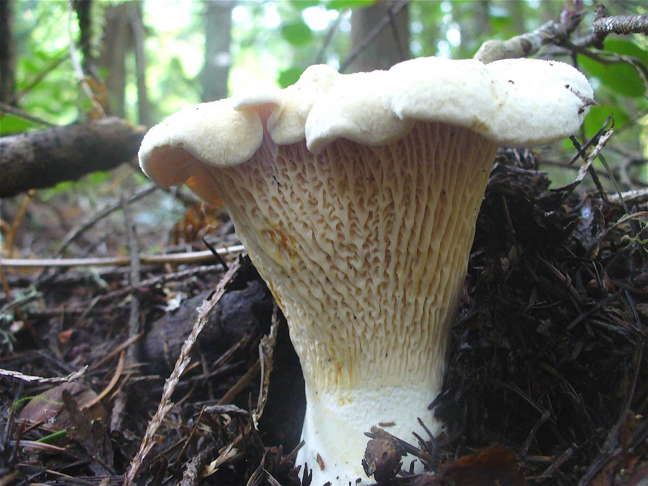 Cantharellus_subalbidus_130252.jpg