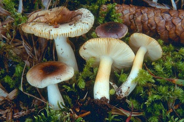 06050_Russula_puellaris_pho_1.jpg
