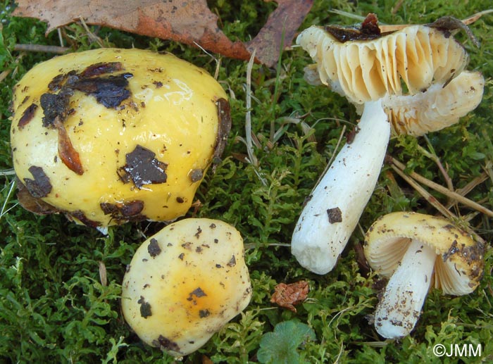 Russula acetolens 2.jpg