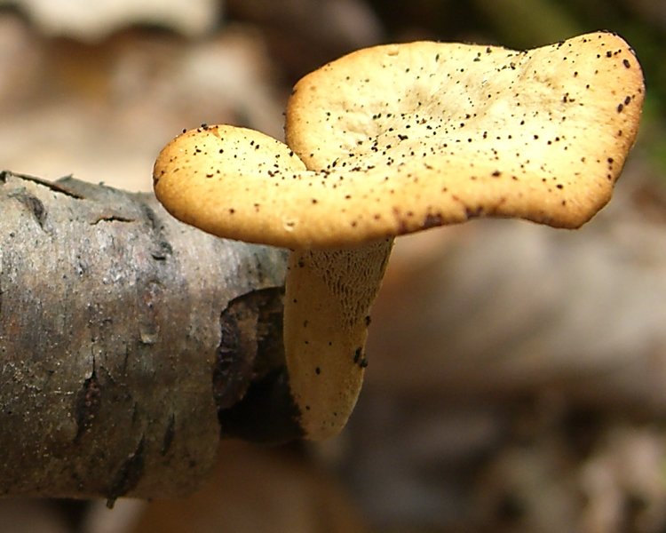 Black_Foot_Polypore_1.jpg