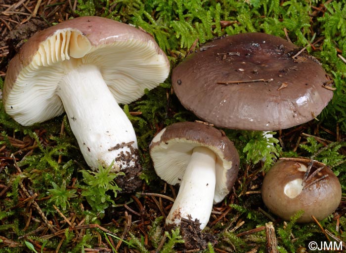 Russula adulterina 3.jpg