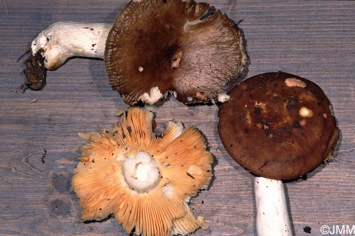 Russula adulterina 1.jpg