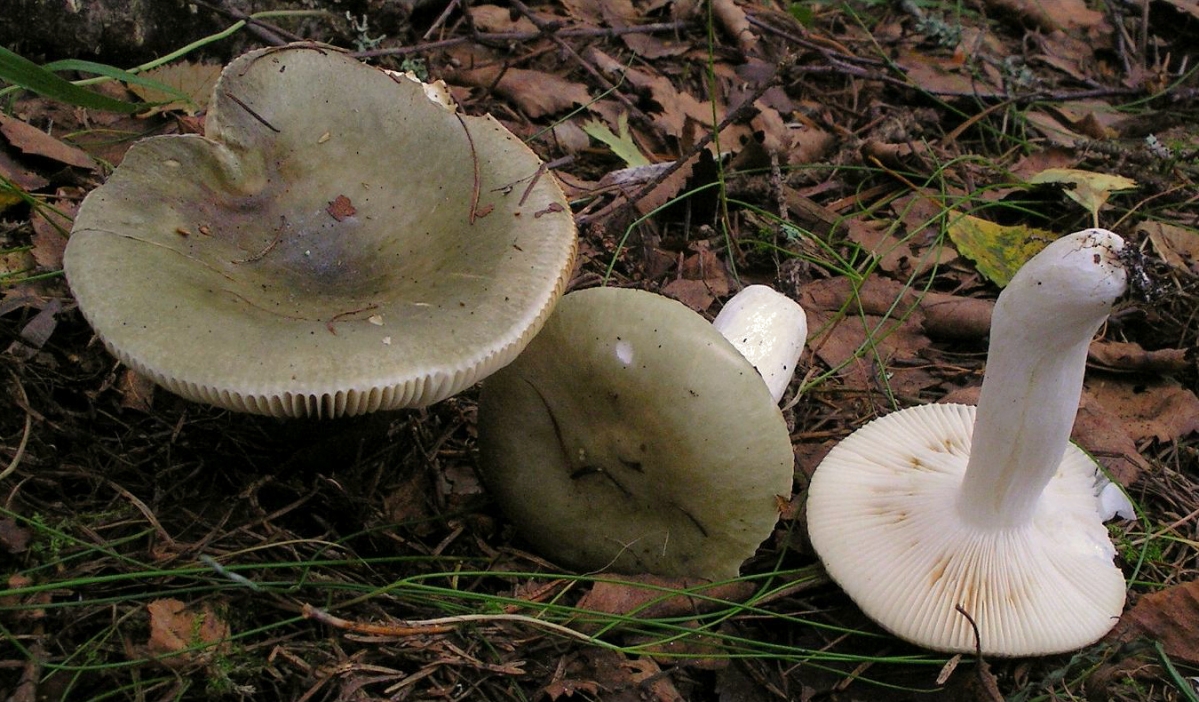 2005-08-18_Russula_aeruginea_14354_mod.jpg