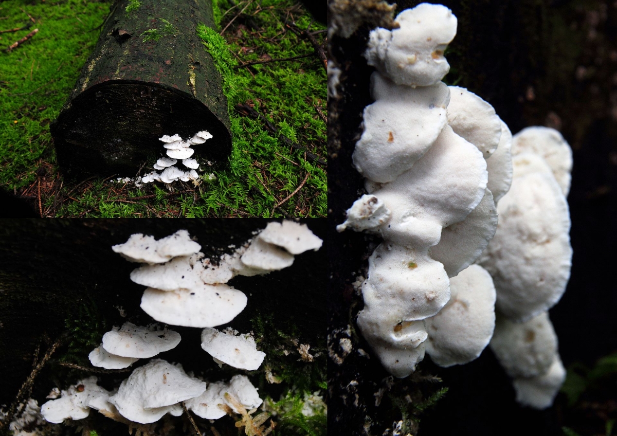 Probably_a_Skeletocutis_nivea_(GB=_Hazel_Bracket,_D=_Weißlicher_Knorpelporling,_F=_Tram?te_blanc_de_neige,_NL=_Kleine_kaaszwam)_at_NP_Hoge_Veluwe._Right_the_bottomside_-_panoramio (1).jpg