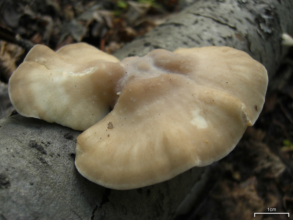Tyromyces_semipileatus_(4036951957).jpg