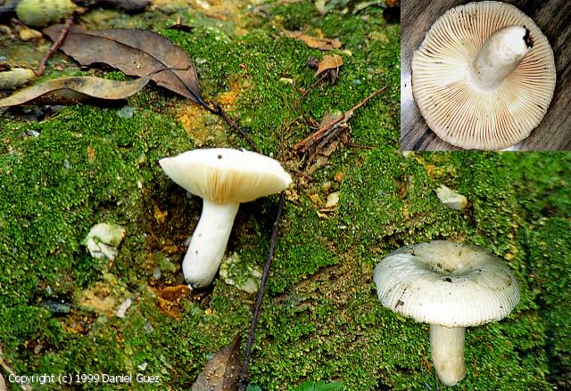Russula_alboareolata_1999_dg_2.jpg