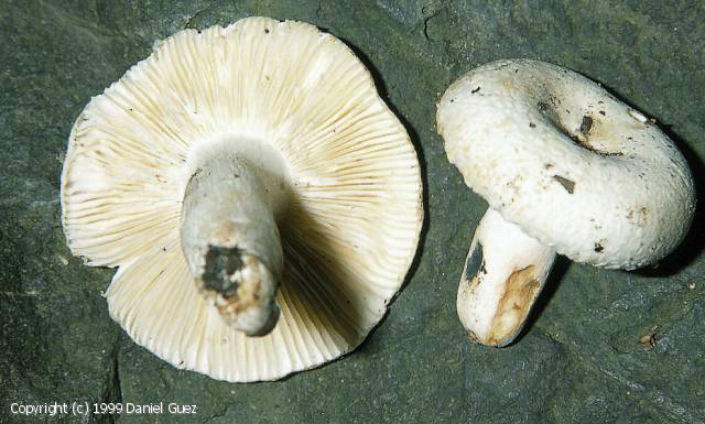 Russula_alboareolata_1999_dg_1.jpg