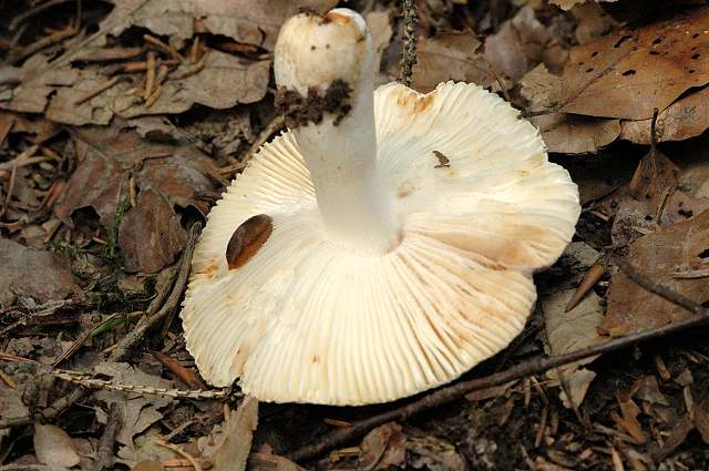 Russula.amoena2.-.lindsey.jpg