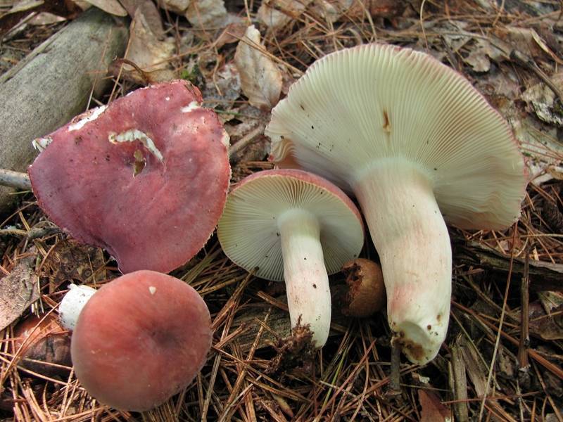 2010-07-11_Russula_amoena_Quél._1881_93278.jpg