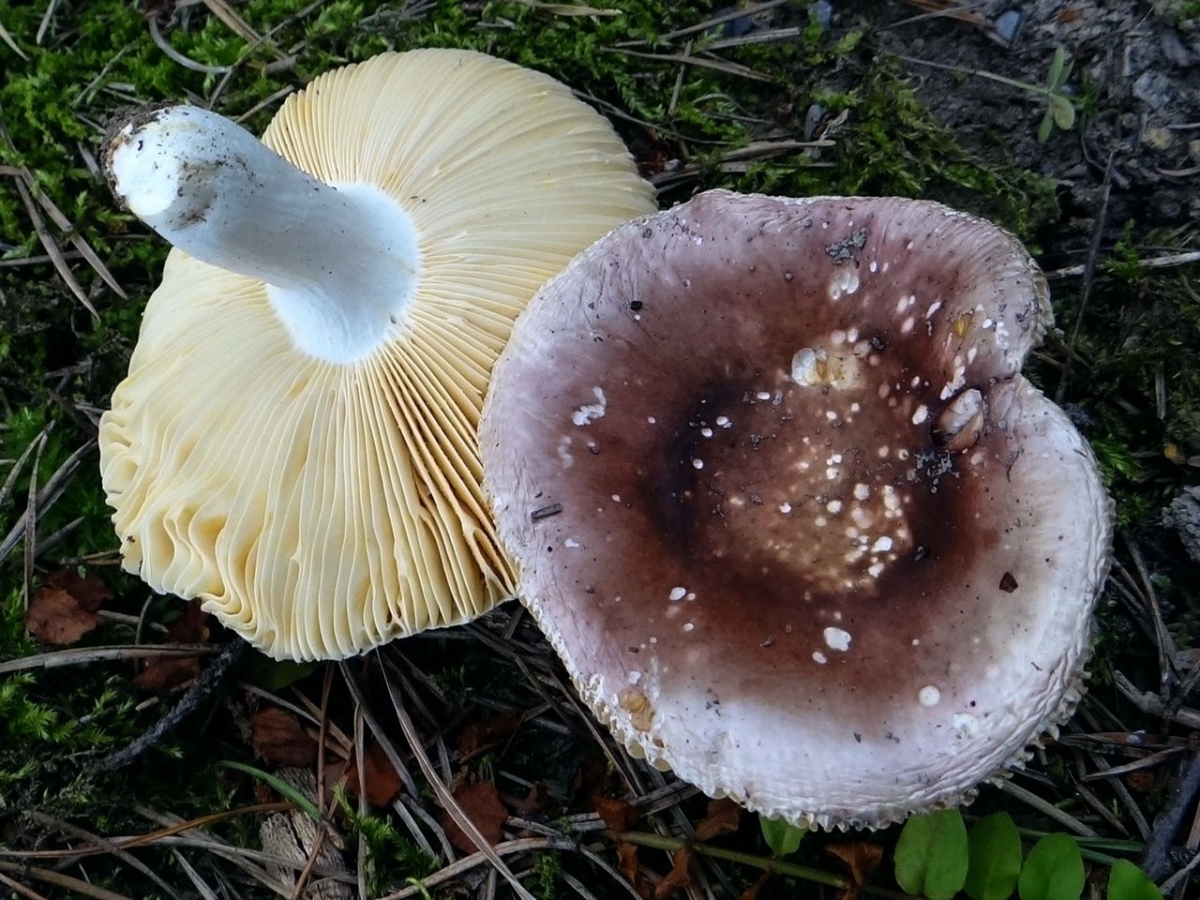 Russula_brunneoviolacea_BS17.jpg