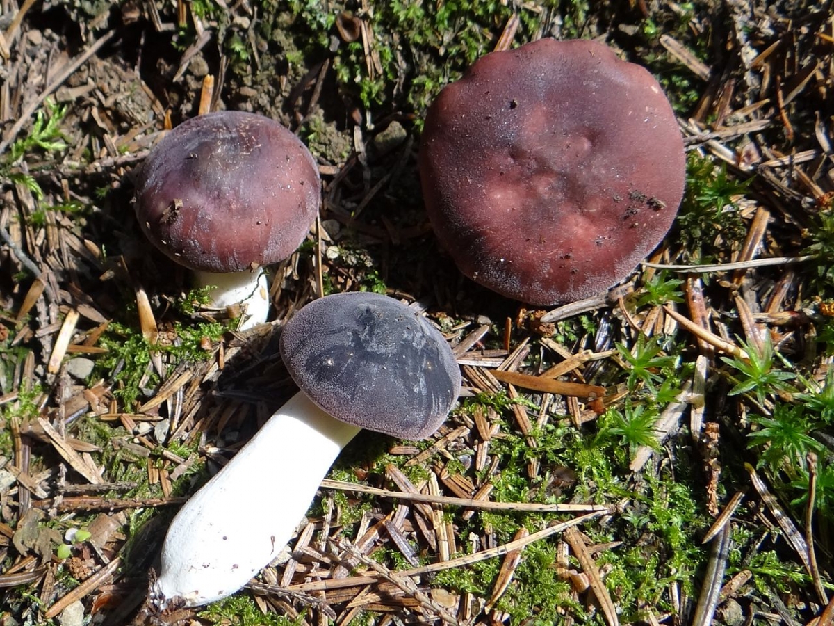 Russula_brunneoviolacea_a1_(12).jpg