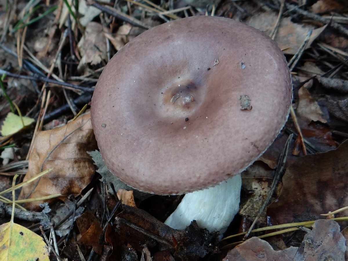Russula_brunneoviolacea_a1_(11).jpg