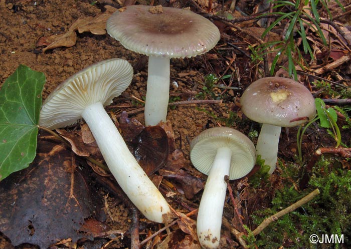 Russula cavipes 3.jpg