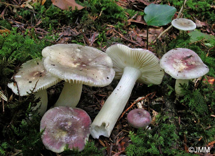 Russula cavipes 2.jpg