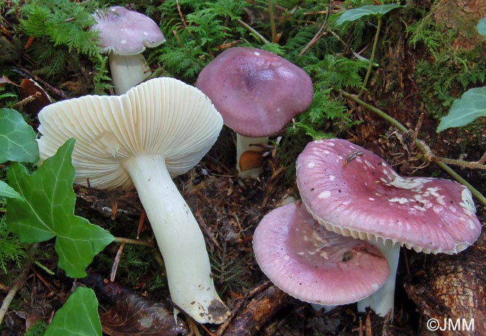 Russula cavipes 1.jpg