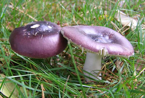 russula-caerulea5.jpg