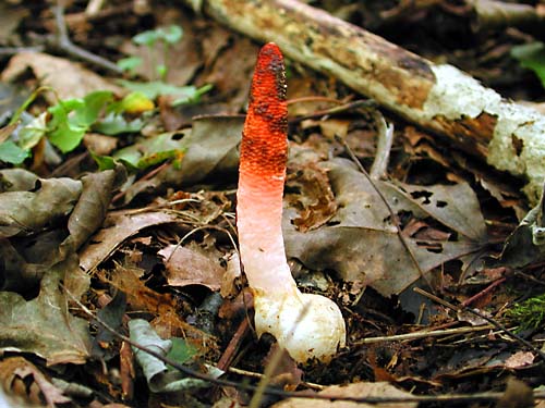 kitsunenoehude (1).jpg