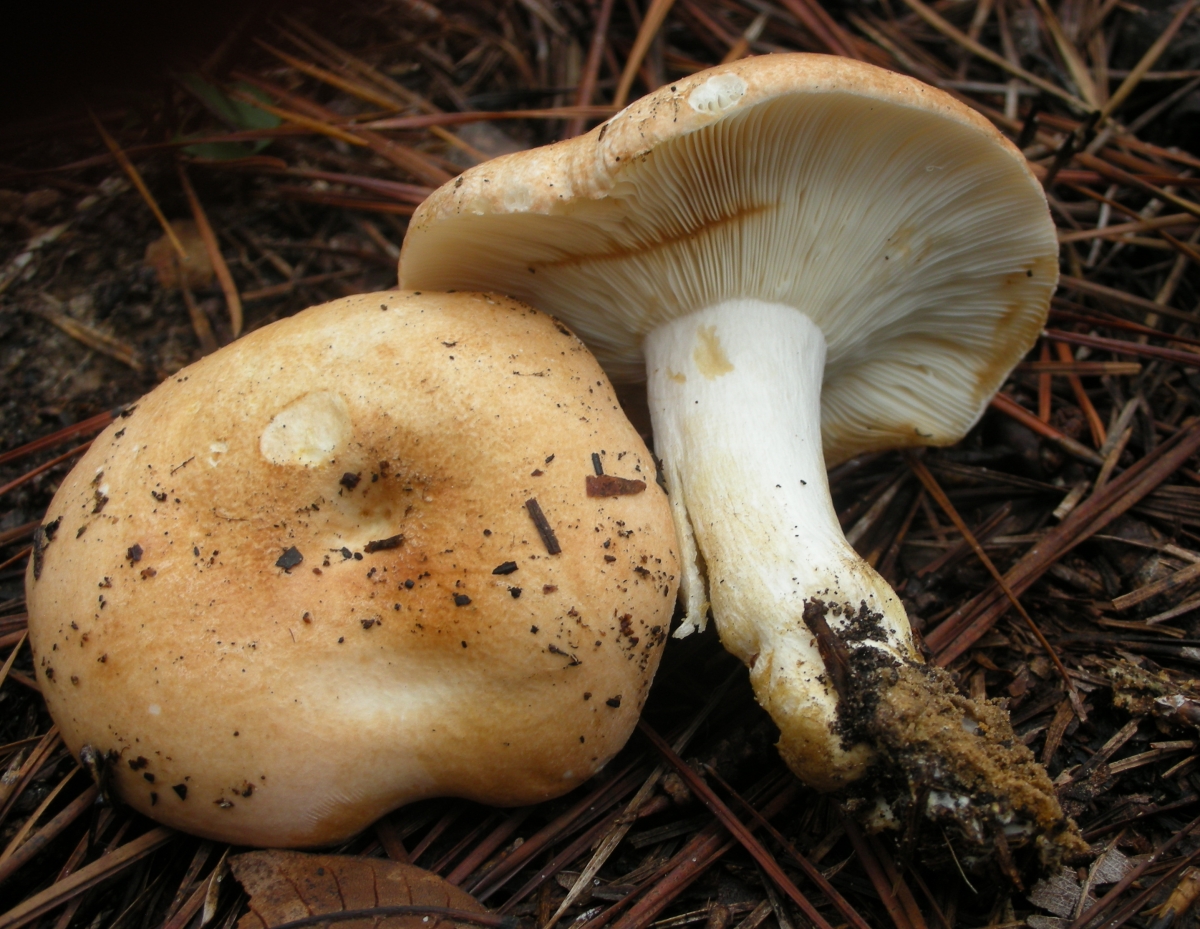 Russula_compacta_58270.jpg