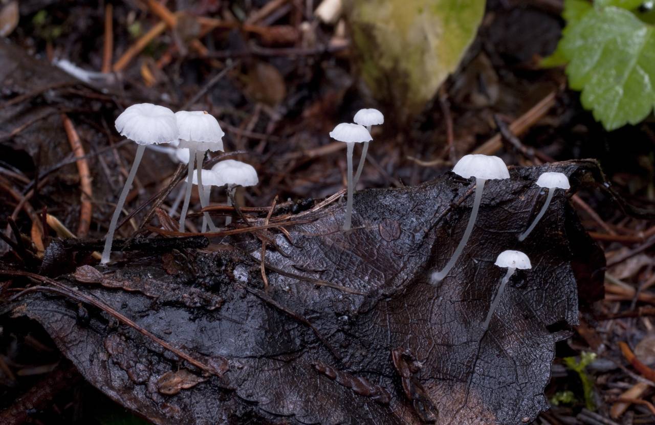 Hemimycena_pseudocrispula_178007.jpg
