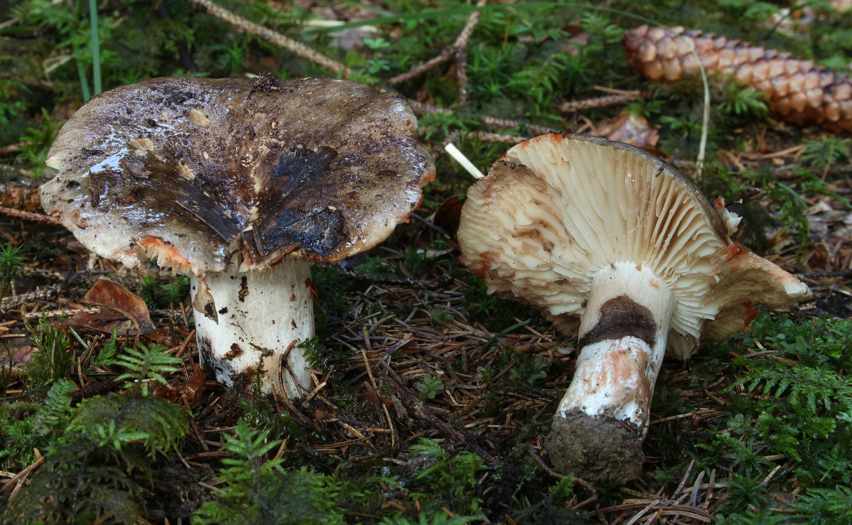 Dickblättrige_Schwärz-Täubling_Russula_nigricans.jpg