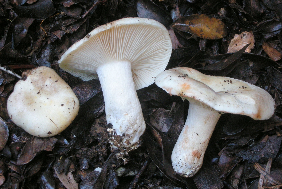2011-11-15_Russula_densifolia_Gillet_183000.jpg
